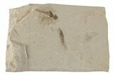Two Eocene Fossil Insects (Dragonfly and Nymph?) - Colorado #189478-1